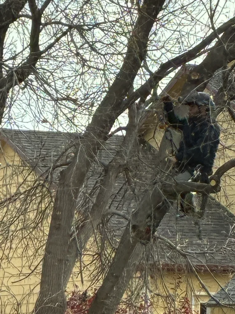Monster Tree Service of North Metro Denver